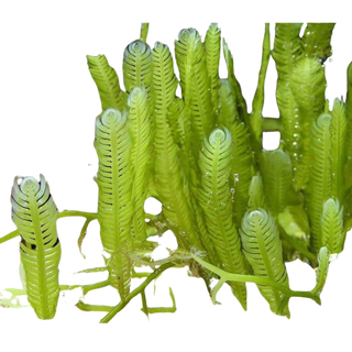 Caulerpa Mexicana (Taxifolia) saltwater macroalgae for your refugium or aquarium 2 DAY SHIPPING