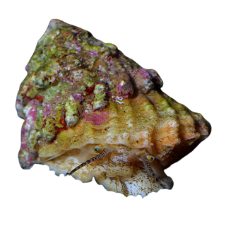 Astrea Turbo Snails – Live Saltwater Invertebrates, Clean Up Crew, Livestock, Reef, Marine Turbo/Astrea/Snails (Packs of 10, 25, 50, 100)