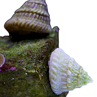 Astrea Turbo Snails – Live Saltwater Invertebrates, Clean Up Crew, Livestock, Reef, Marine Turbo/Astrea/Snails (Packs of 10, 25, 50, 100)