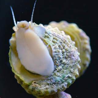 Astrea Turbo Snails – Live Saltwater Invertebrates, Clean Up Crew, Livestock, Reef, Marine Turbo/Astrea/Snails (Packs of 10, 25, 50, 100)