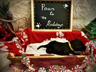 Goldendoodle Puppies: