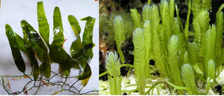 Marine Macro Bundle - 6 inches of Caulerpa Mexicana (Taxifolia) & 6 inches of Caulerpa Prolifera - Perfect for Marine Aquarium Setup