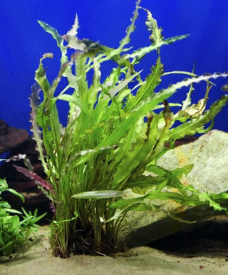 Crispus (Aponogeton crispus) bare root aquarium plant