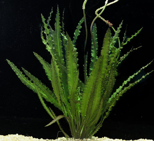 Crispus (Aponogeton crispus) bare root aquarium plant