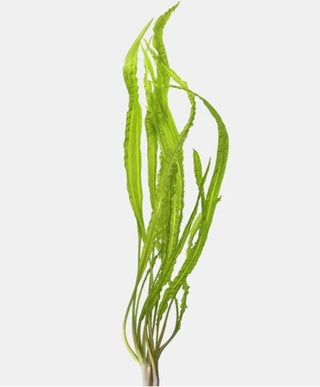 Cryptocoryne Balansae Bare Root - Live Aquarium Plant