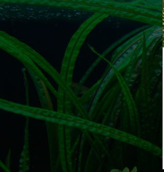 Cryptocoryne Balansae Bare Root - Live Aquarium Plant