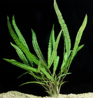 Cryptocoryne Balansae Bare Root - Live Aquarium Plant