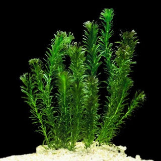 BUY 2 GET 1 FREE Anacharis (Egeria Densa)  | 3 Bunches (4 stems per bunch) | Bulk Buying Discounts | Your Aquatic Paradise Awaits with Shore Aquatic
