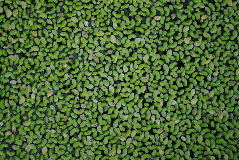 Duckweed (Lemna Minor) - 25/50/100 Live Plants by Shore Aquatic - Ideal for Aquariums, Ponds & Water Gardens