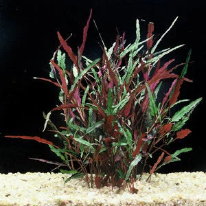 Shore Aquatic Hemigraphis Repanda Bundle Live Aquarium Plant Tropical Freshwater Decorations- Pest free, great for starter tanks
