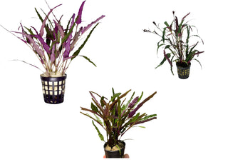 Shore Aquatic Hemigraphis Repanda Bundle Live Aquarium Plant Tropical Freshwater Decorations- Pest free, great for starter tanks