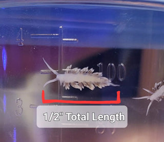 3 Pack Berghia Nudibranch for Saltwater Reef Fish Tank Aquarium Live Aiptasia Eater
