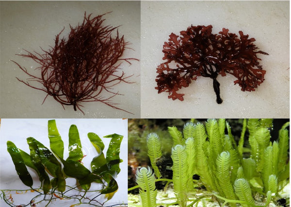 Macro Bundle 4 Pack: Gracilaria Hayi, Red OGO Gracilaria, Caulerpa Mexicana (Taxifolia) & Caulerpa Prolifera - Ideal for Marine Aquarium Setup