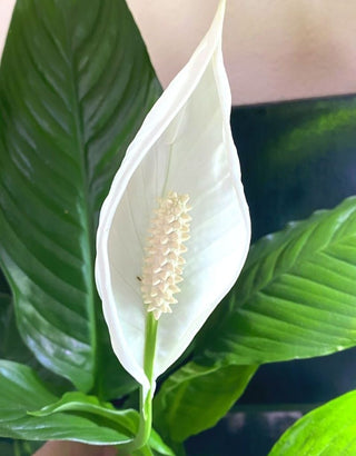 Aquarium Peace Lily (Spathiphyllum Wallisii) Live Aquatic Plant