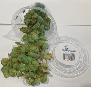 Red Root Floater live plant (Phyllanthus fluitans) 30 leaves in 4 oz cup