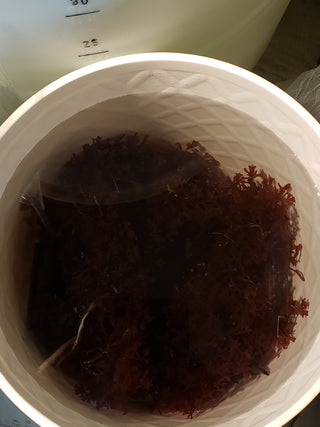 Gracilaria Hayi Algae (Red Bush Algae) for Reef Saltwater Refugium FRAG