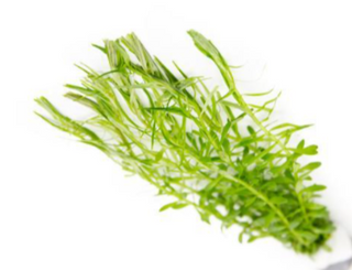 Diandra, Dipilis Diandra aquarium plant-1 bunch, Buy 2 Get 1 FREE