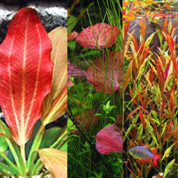 Red Plants Bundle (Red Flame Sword | Red Tiger Lotus Bulb | Telanthera) Live Plant
