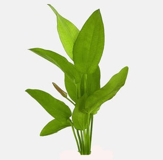 Echinodorus 'Oriental' Sword freshwater aquarium plant (Buy 2, Get 1 Free)