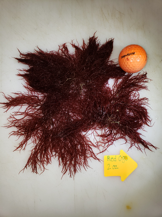 Aquacultured Hawaiian Red OGO Gracilaria for Reef Saltwater Refugium 2oz portion