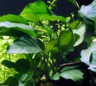 Anubias Barteri (Anubias barteri) live plant potted