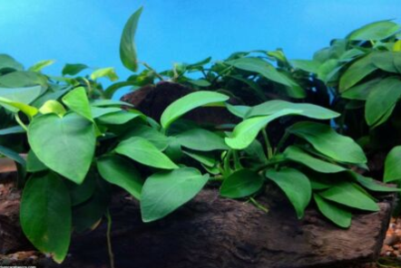 Anubias Barteri Broad Leaf Freshwater Aquarium plant-Buy 2, Get 1 Free