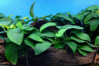 Anubias Barteri (Anubias barteri) live plant potted