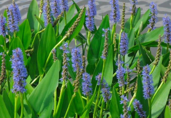 Blue Pickerel (Pontederia spp.) live pond plant