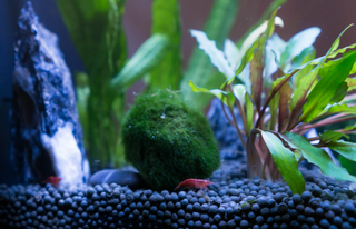 CaribSea Samurai Soil Substrate for shrimp and planted aquarium
