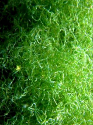 Chaeto (Chaetomorpha Sp.) macro algae