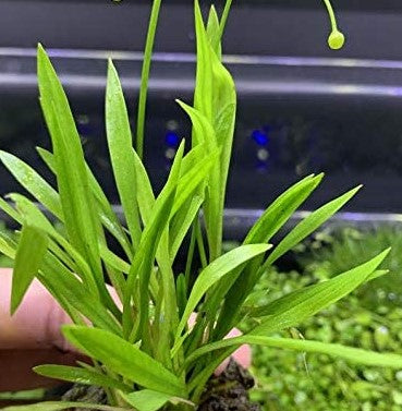 Chain Sword Narrow Leaf (Echinorodus tenellus) live aquarium plant
