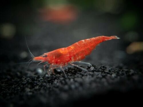 Red Cherry Shrimp -Shrimp for Freshwater Aquariums or Tanks - Vibrant, Hardy, and Low-Maintenance