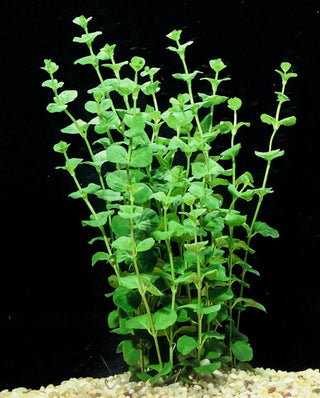 Creeping Jenny (Lysimachia nummularia) aquatic plant bunch