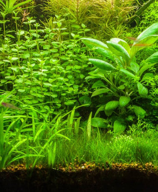 Creeping Jenny (Lysimachia nummularia) aquatic plant bunch