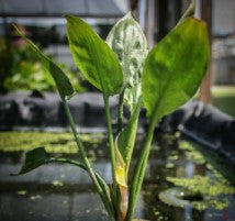 Cryptocoryne Pontederiifolia (Buy 2, Get 1 Free) freshwater aquarium plant