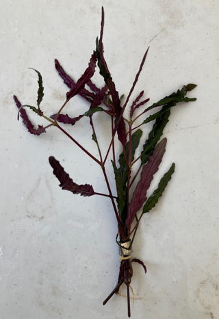 Dragon's Tongue (Hemigrpahis repanda) bunch terrarium plant