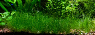Dwarf Hairgrass (Eleocharis Parvula)  Plant Mat 3X5 Aquarium Plant