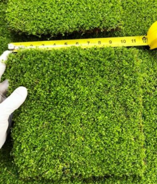 Dwarf Baby Tears Hemianthus Callitrichoides Cuba Carpet Mat 10X10 Aquarium Plant