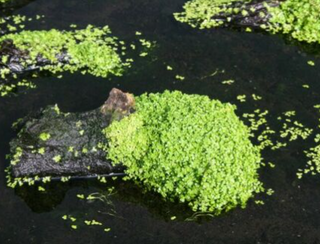 Dwarf Baby Tears Hemianthus Callitrichoides Cuba Carpet Mat 10X10 Aquarium Plant