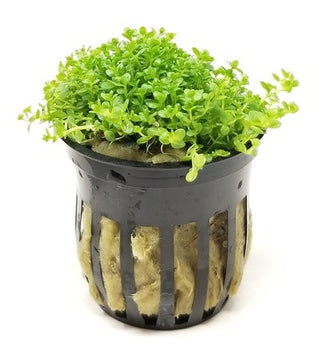 Dwarf Baby Tears (Hemianthus Callitrichoides) potted live aquarium plant