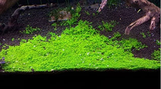 Dwarf Baby Tears (Hemianthus Callitrichoides) potted live aquarium plant
