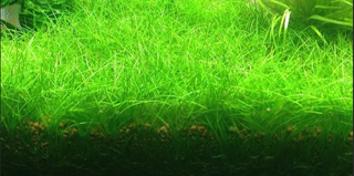 Eleocharis Parvula Dwarf Hairgrass Plant Mat 10X10 Aquarium Plant