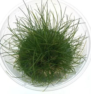Eleocharvis Parvula Dwarf Hairgrass Tissue Culture Plant cup for Aquarium Aquascape