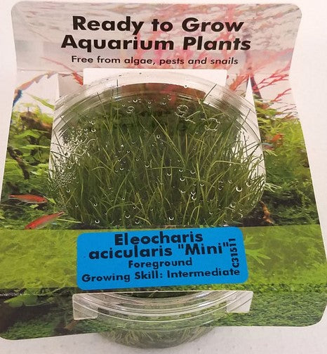 Eleocharis Acicularis plant Tissue Culture cup for freshwater aquarium