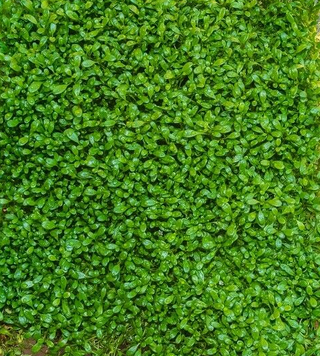 Glossostigma elatinoides Mat Live Aquarium Plant Mat 10X10