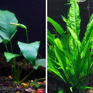 Green Plant Bundle (Anubias Barteri and Java Fern) Live Plants 2 DAY SHIPPING