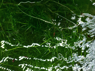Guppy Grass Najas guadalupensis aquatic freshwater plant, 6 stems in a bunch
