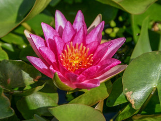 Nymphaea Gloriosa Water Garden Pond Plant Tuber/Rhizome