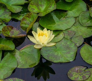 Nymphaea Chromatella Water Garden Pond Plant
