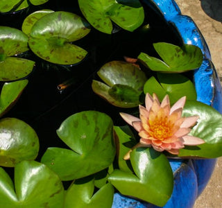 Nymphaea Colorado Pink Water Garden Pond Plant (Buy 2, Get 1 Free)
